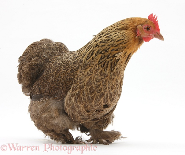 Partridge Pekin Bantam, white background