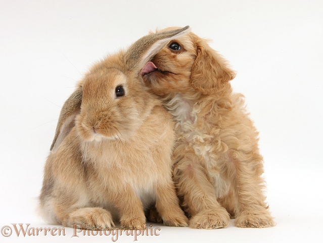 Cavapoo pup licking the ear of Sandy Lop rabbit, white background