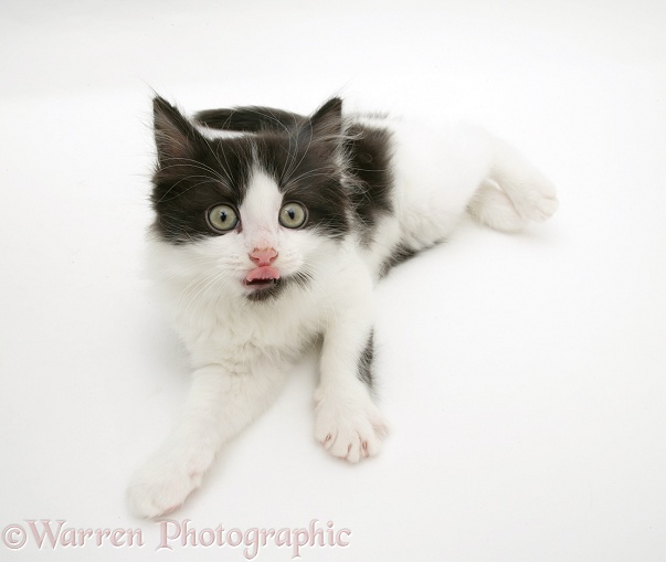 Black-and-white kitten lying down and licking its lips, white background
