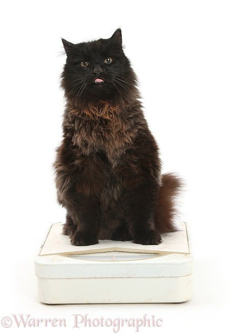Dark chocolate cat, Scruffy, being weighed on a bathroom weighing machine, white background