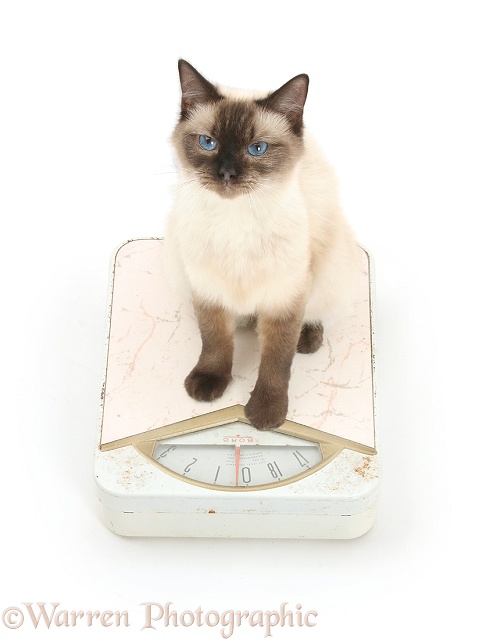 Birman-cross cat, being weighed on a bathroom weighing machine, white background