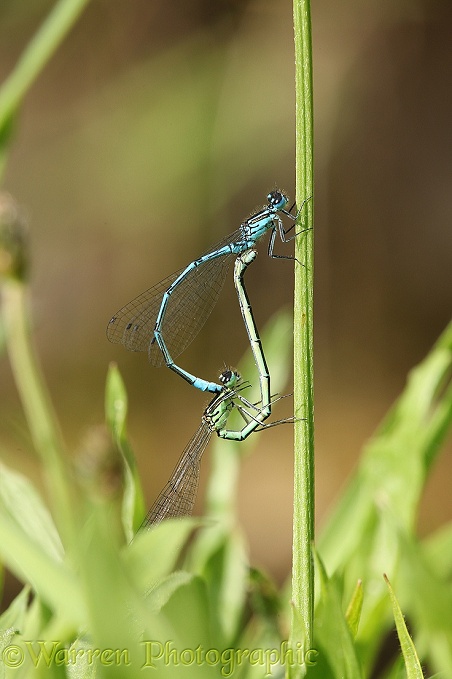 Common Blue Damselfly (Enallagma cyathigerum) mating pair