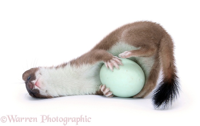 Stoat (Mustela erminea) young female playing with a duck egg, white background