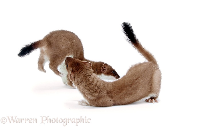 Stoat (Mustela erminea) young females at play, white background