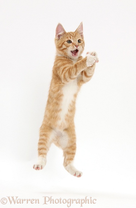 Ginger kitten, Tom, 3 months old, leaping and grasping, white background