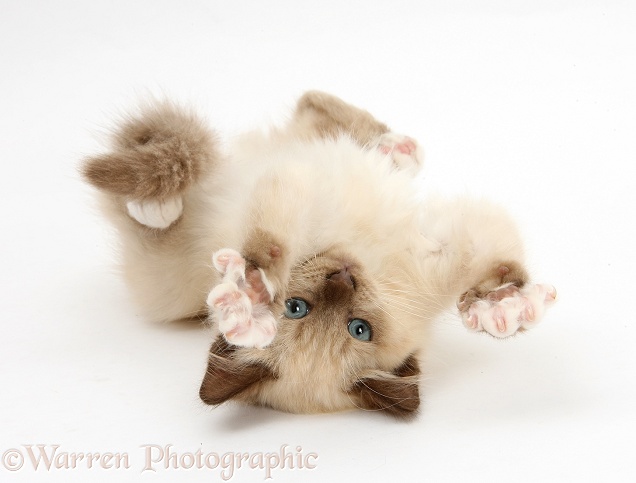 Birman-cross kitten playfully rolling, white background