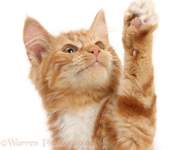 Ginger kitten, Butch, 3 months old, reaching up with a paw, white background