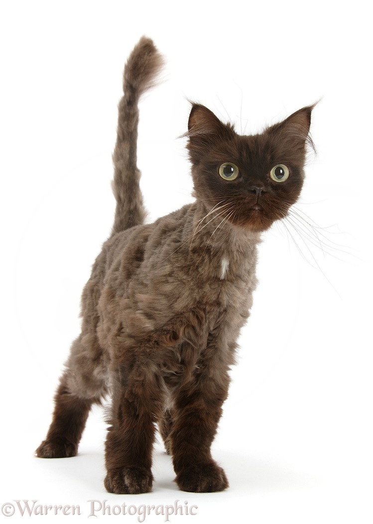 Chocolate cat, Chanel, after being roughly clipped, white background