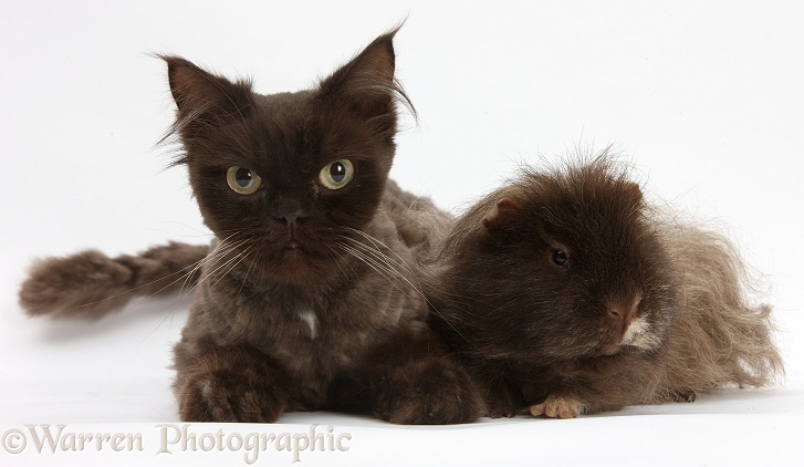 Chocolate cat, Chanel, and shaggy Guinea pig, white background