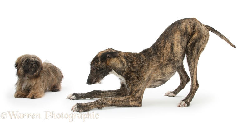 Brindle Lurcher dog, Kite, in play-bow, ready to pounce at Brown Shih-tzu, Coco, white background