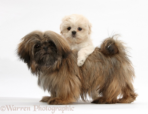 Cream Shih-tzu pup, Lilly, 7 weeks old, and brown Shih-tzu, Coco, 5 months old, white background