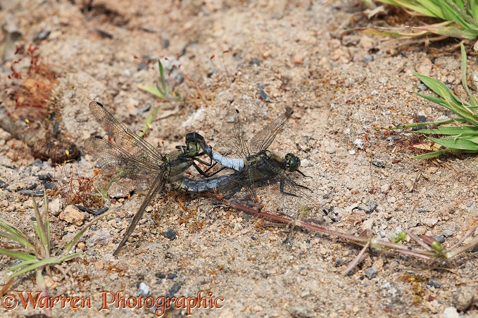 Black-tailed Skimmer (Orthetrum cancellatum) mating pair