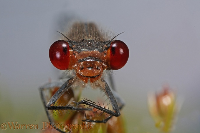 Small Red-eyed Damselfly (Erythromma viridulum) male