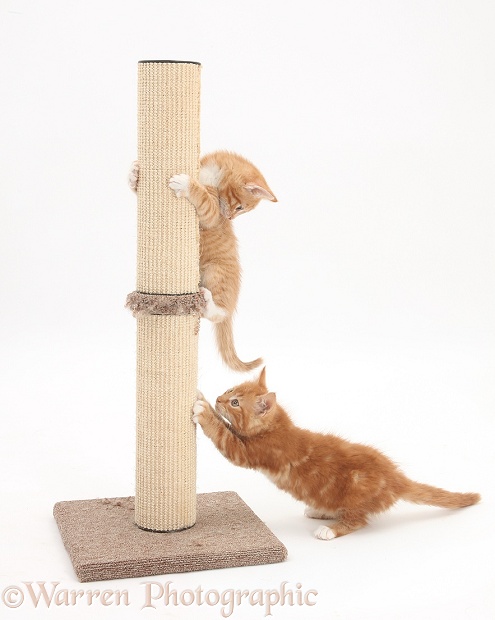 Ginger kittens, Tom and Butch, 9 weeks old, playing with scratch post, white background