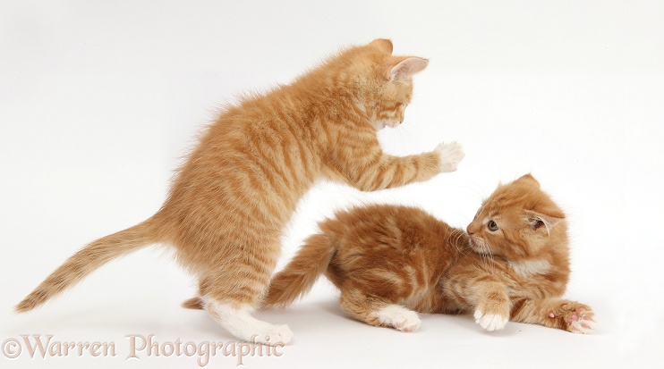Two ginger kittens, Tom and Butch, 8 weeks old, play-fighting, white background
