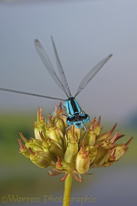 Common Blue Damselfly (Enallagma cyathigerum) male