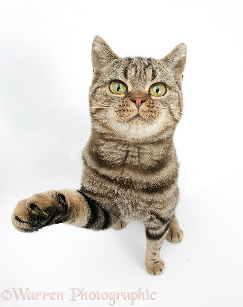 British Shorthair Brown Spotted cat, Tiger Lily, looking up, with raised paw, white background