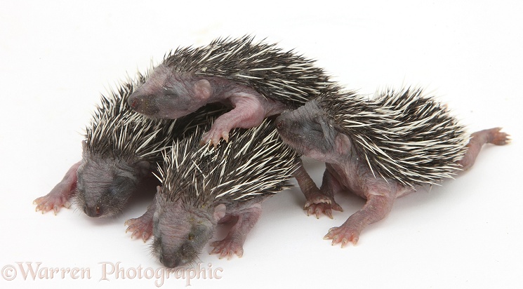 Baby Hedgehogs (Erinaceus europaeus), still helpless and with eyes shut, white background