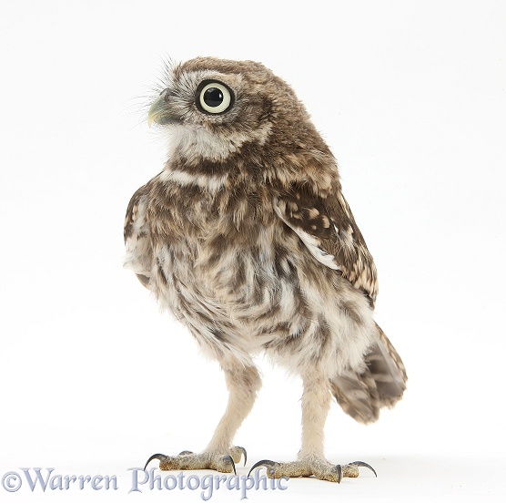Young Little Owl (Athene noctua), white background