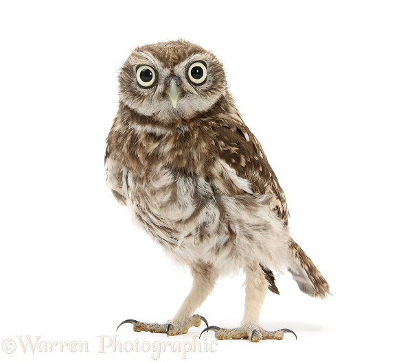 Young Little Owl (Athene noctua), white background