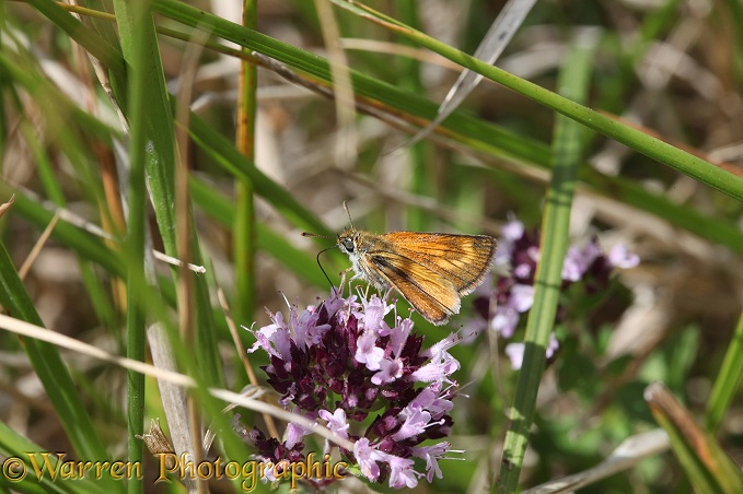 Lulworth Skipper Butterfly (Thymelicus acteon) female feeding on Marjoram (Origanum vulgare)