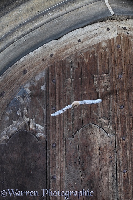 Soprano Pipistrelle Bat (Pipistrellus pygmaeus) emerging from church doorway