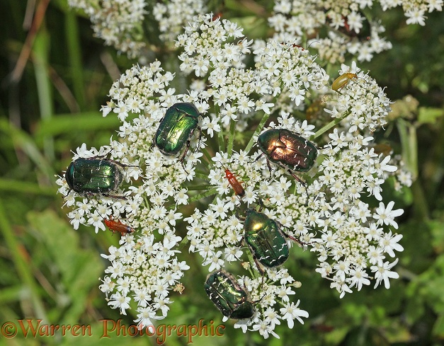 Rose Chafer beetles (Cetonia aurata) feeding on umbellifer flower