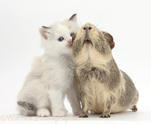 Colourpoint kitten and Guinea pig, white background