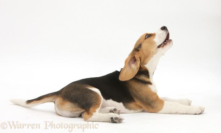 Beagle pup, Bruce, barking playfully, white background