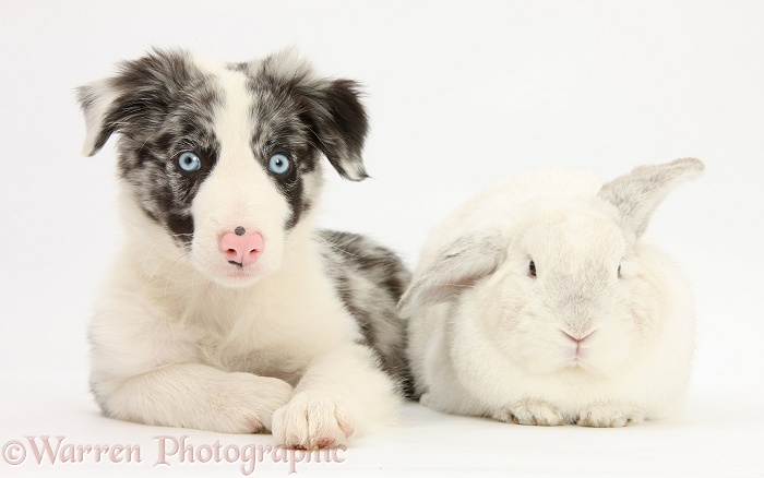 Blue merle Border Collie puppy, Reef, with white rabbit, white background