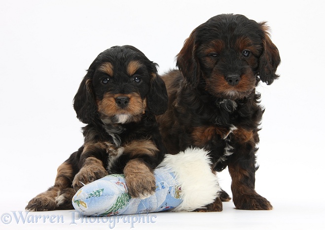 Cockapoo pups with Father Christmas sock, white background