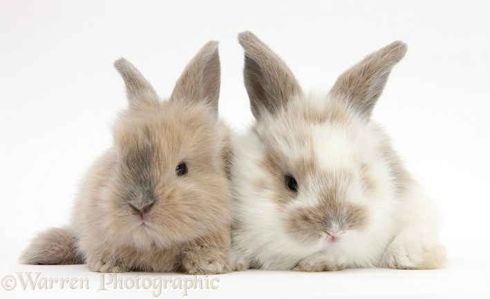 Baby Lionhead-cross rabbits, white background
