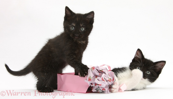 Black and black-and-white kittens playing with birthday gift bag and wrapping paper, white background
