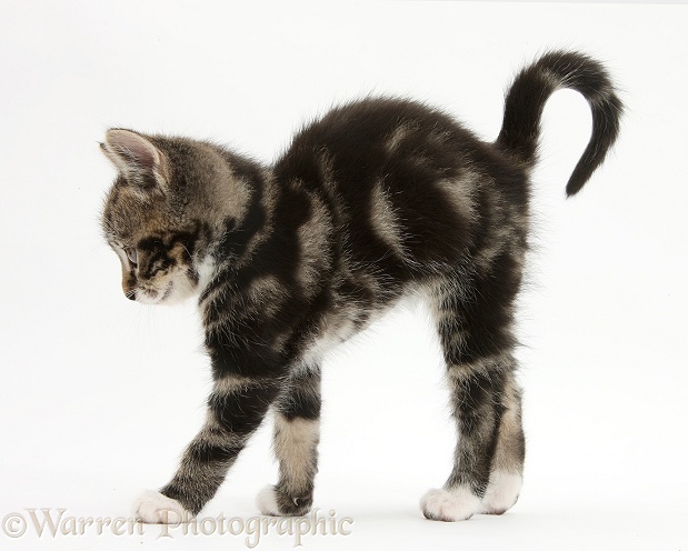 Tabby kitten stretching, white background