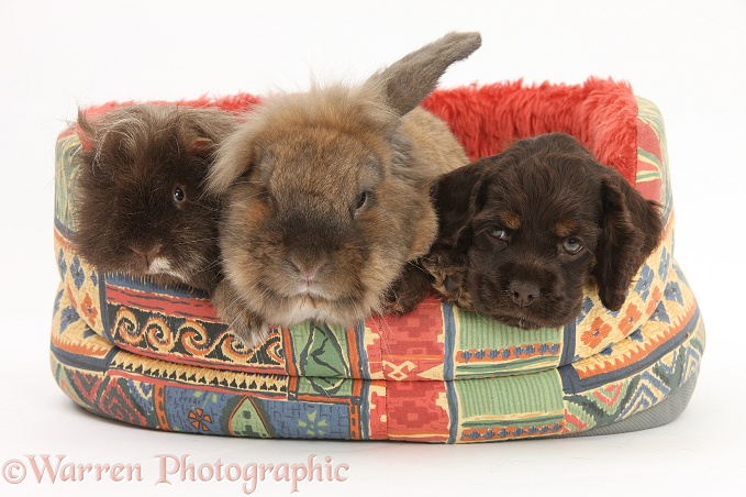 American Cocker Spaniel pup with Lionhead-cross rabbit and shaggy Guinea pig an a soft cat bed, white background