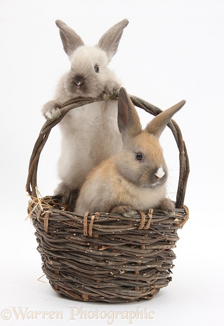 Baby rabbits in a wicker basket, white background