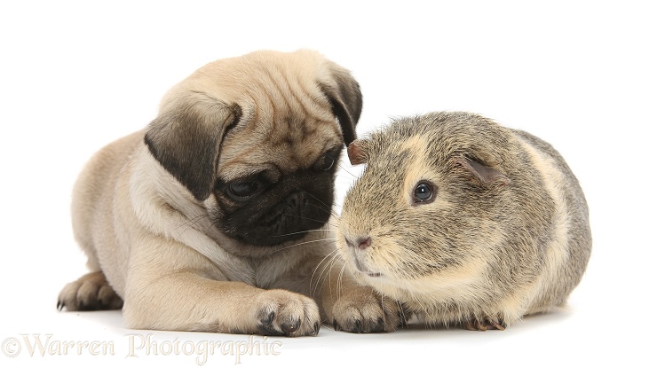 Fawn Pug pup, 8 weeks old, and Guinea pig, white background