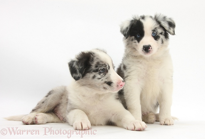 Border Collie puppies, 6 weeks old, white background