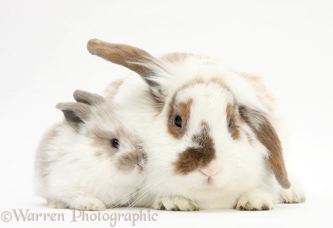 Mother rabbit and baby, white background
