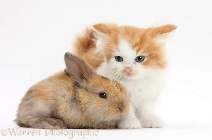 Ginger-and-white kitten with a baby rabbit, white background