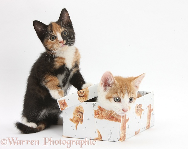Ginger-and-white and tortoiseshell kittens playing with a birthday box, white background