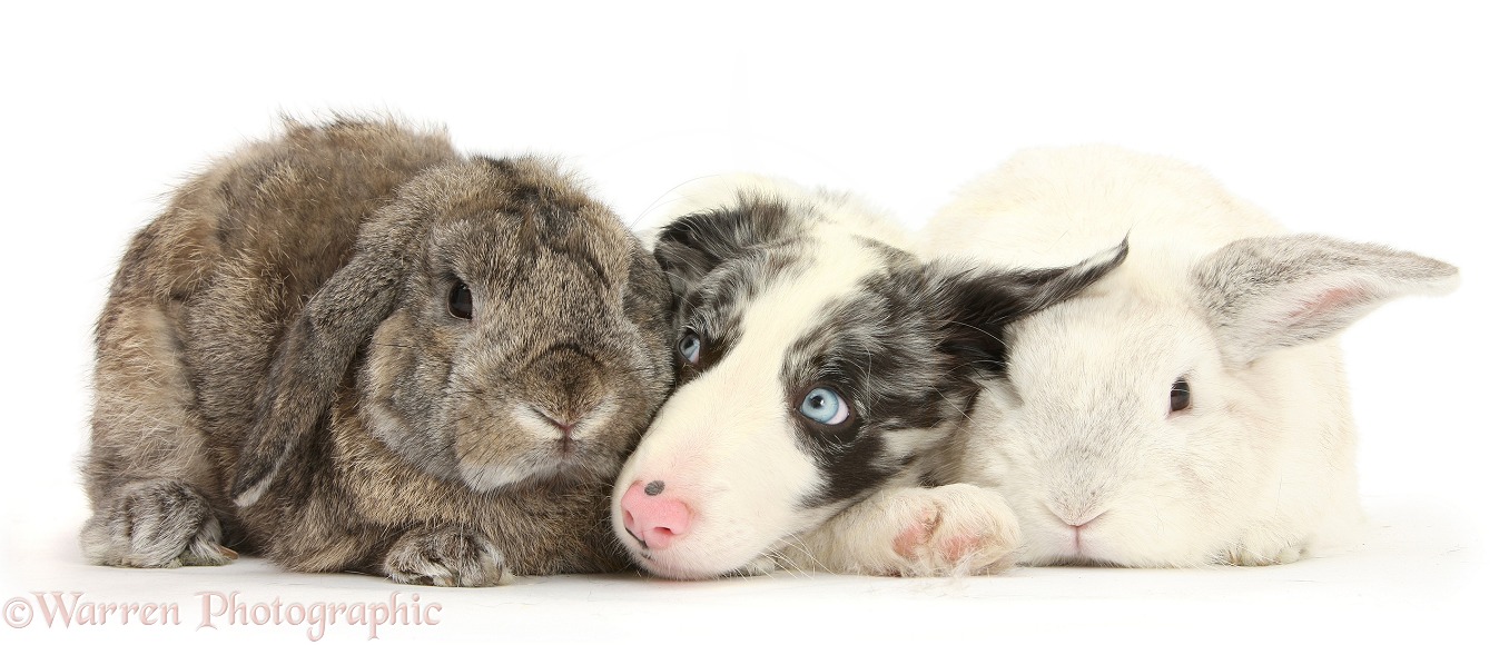 Blue merle Border Collie puppy, Reef, with rabbits, white background