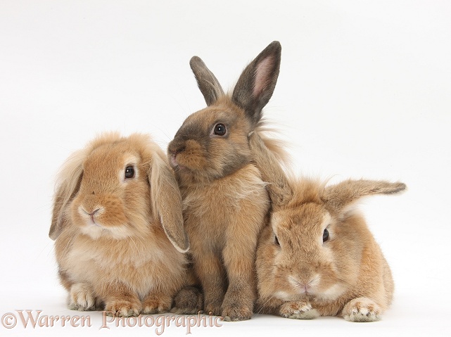 Three Lionhead-cross rabbits, white background