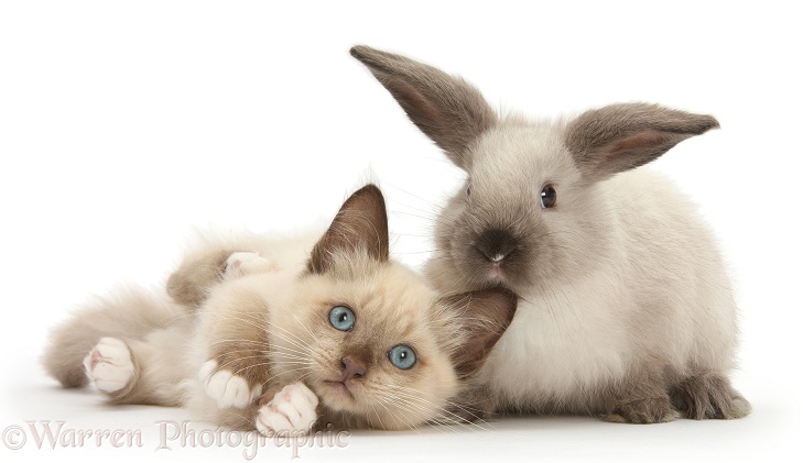 Ragdoll-cross kitten and young Colourpoint rabbit, white background