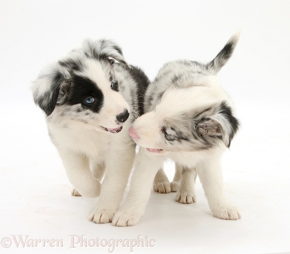 Playful Border Collie puppies, 6 weeks old, white background