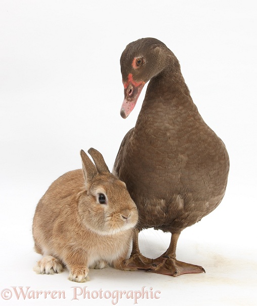 Chocolate Muscovy Duck and Netherland Dwarf-cross rabbit, Peter, white background