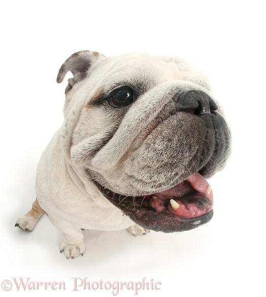 Bulldog staring you in the face, white background