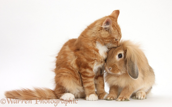 Ginger kitten, Butch, 3 months old, sniffing Sandy Lionhead rabbit, white background