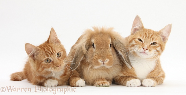 Ginger kittens, Tom and Butch, 3 months old, with Sandy Lionhead-Lop rabbit, white background
