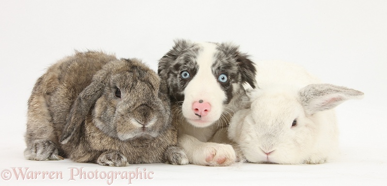 Blue merle Border Collie puppy, Reef, with rabbits, white background